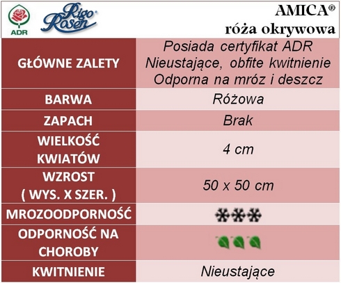 Amica róże okrywowe